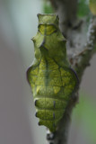 Pipevine Swallowtail (Battus philenor) – pupa