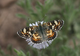 Field Crescent (Phyciodes puchella)