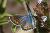 Melissa Blue (Plebejus melissa)