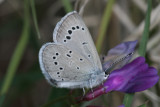 Silvery Blue (Glaucopsyche lygdamus arizonensis)