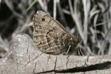 Alberta Arctic (Oeneis alberta daura)