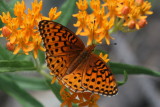 Northwestern Fritillary (Speyeria hesperis)