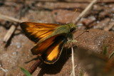Taxiles Skipper (Poanes taxiles)