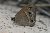 Red Satyr (Megistro rubricata cheneyorum)