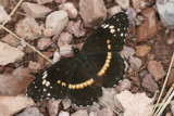 Bordered Patch (Chlosyne lacinia crocale)
