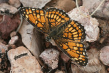 Theona Checkerspot (Chlosyne theona thekla)