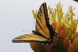 Two-tailed Swallowtail (Papilio multicaudata)