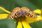 Arachne Checkerspot (Poladryas arachne nympha)