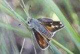 Uncas Skipper (Hesperia uncas lasus)