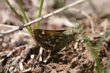 Draco Skipper (Polites draco)