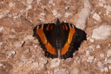 Milbert’s Tortiseshell (Aglais milberti pullum)