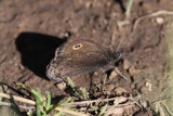 Small Wood-Nymph (Cercyonis oetus)