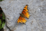 Hoary Anglewing (Polygonia gracilius zephyrus)