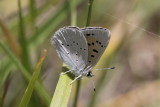 Ferris’s Ruddy Copper (Lycaena rubidus ferrisi)