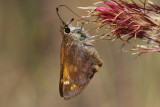 Taxiles Skipper (Poanes taxiles) - female