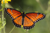 Viceroy (Limenitis archippus obsoleta)
