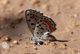 Euphilotes sp