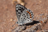 Euphilotes sp