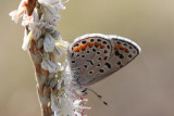 Spalding's Blue (Euphilotes spaldingi pinjuna)