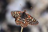 Chalcedon Checkerspot (Euphydryas chalcedona klotsi)