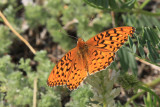 Speyeria sp