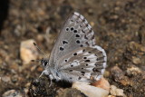 Arrowhead Blue (Glaucopsche piasus daunia)