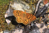 Coronis Fritillary (Speyeria coronis halcyone)