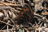 Chryxus Arctic (Oeneis chryus)