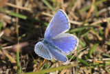 Northern Blue (Plebejus idas alaskensis)