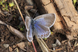 Northern Blue (Plebejus idas alaskensis)