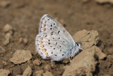 Northern Blue (Plebejus idas alaskensis)