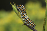 Black Swallowtail (Papilio polyxenes asterius)
