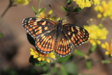 Fulvia Checkerspot (Chlosyne fulvia)