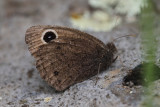 Small Wood-Nymph (Cercyonis oetus)