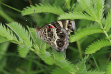 American Lady (Vanessa virginiensis)