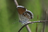 Western Pygmy Blue (Brephidium exilis exilis)