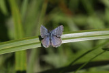 Melissa Blue (Plebejus melissa)