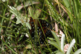 Nokomis Fritillary (Speyeria nokomis
