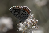Rita Blue (Euphilotes rita)
