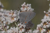 Gray Hairstreak (Strymon melinus franki)