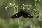 Hammock Skipper (Polygonus leo)