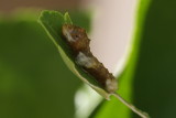 Giant Swallowtail (Papilio cresphontes) - larva