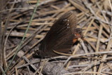 Red-Bordered Satyr (Gyrocheilus patrobas)