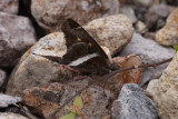 White-striped Longtail (Chiodes albofasciatus)