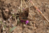 Tropical Buckeye (Junonia evarete)