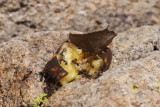 Tropical Leafwing (Anaea aidea)