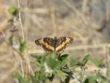 California Patch (Chlosyne californica)