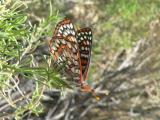 Chalcedon Checkerspot (Euphydryas chalcedona klotsi)