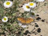 Arizona Checkerspot (Texola perse)