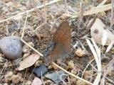 Canyonland Satyr (Cyllopsis pertepida dorothea)